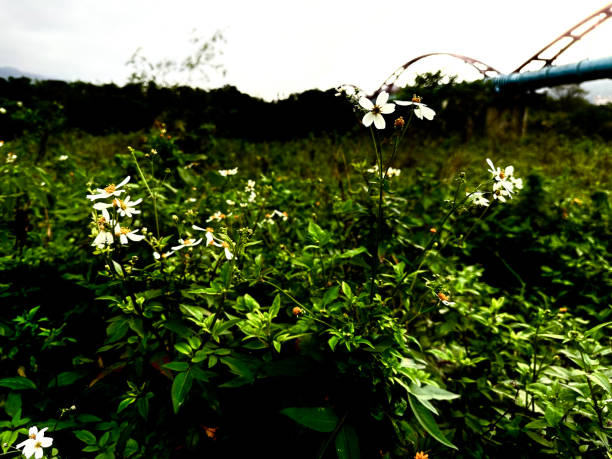 Little white flowers grew with green grass.