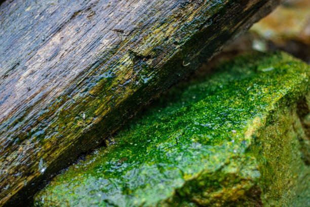 Brown tree on the mossy stone outdoors, wet weather, rainy day concept