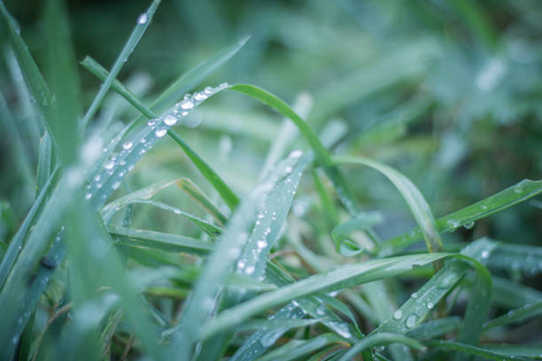 A close-up view of fresh dew droplets scattered across layered green grass blades. The natural textures and overlapping lines create a dynamic yet calming composition. The image conveys early morning freshness and the delicate beauty of moisture in nature.