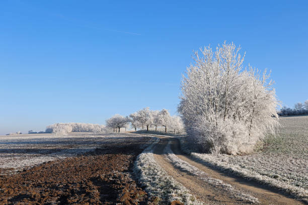 Frosty morning. Trees are covered with frost.
