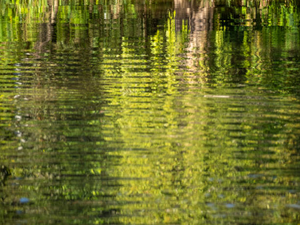 istock Out of focus mirrored trees and grass on the Amazon river. 2192482227