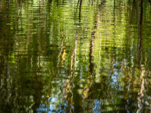istock Out of focus mirrored trees and grass on the Amazon river. 2192482238