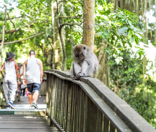 istock Balinese Monkey Resting on a Bridge in Ubud Monkey Forest, Bali 2192483133