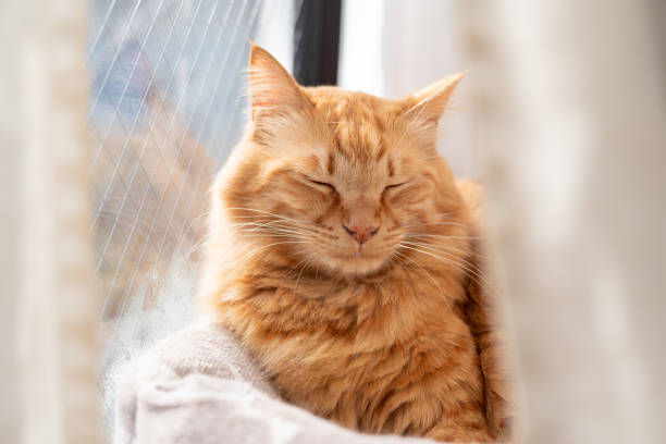 istock Cute cat relaxing in the room 2192484524