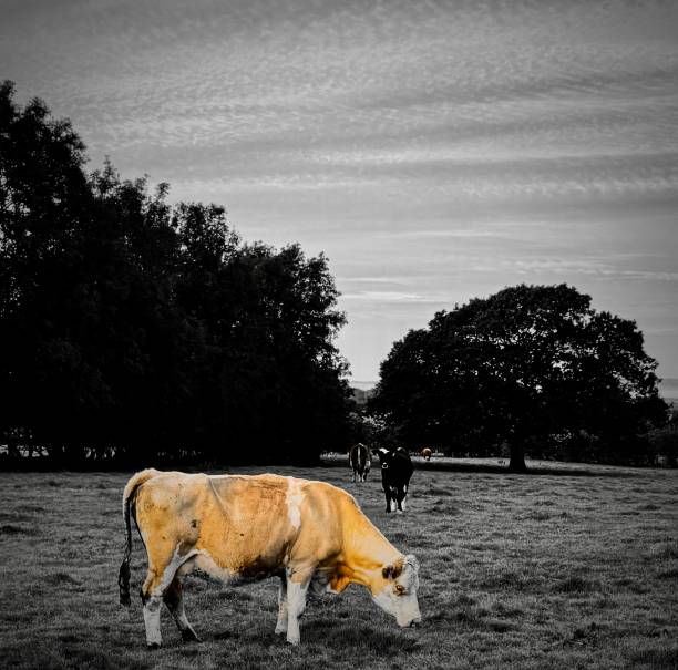 istock The golden cow 2192484882