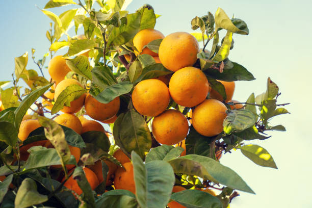 istock Branches with ripe oranges against the sky 2192485649
