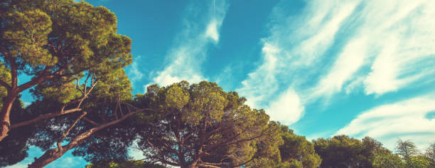 Mediterranean pine trees against a cloudy sky. Natural background. Horizontal banner