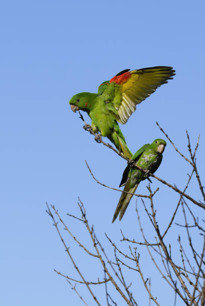 White-eyed Parakeet Flying White-eyed Parakeet (Psittacara leucophthalmus), Serra da Canastra National Park, Minas Gerais, Brazil three parrots stock pictures, royalty-free photos & images