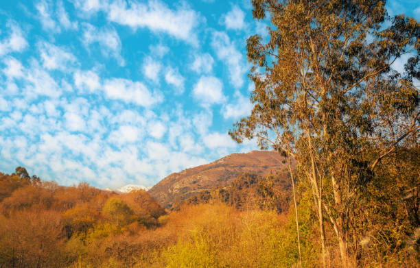 Mountains slope with trees and cloudy blue sky on a sunny day. Mountain landscape