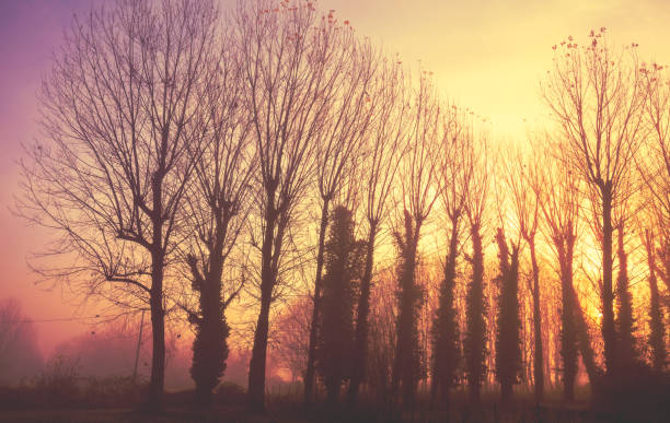 Silhouette of bare trees in early misty morning