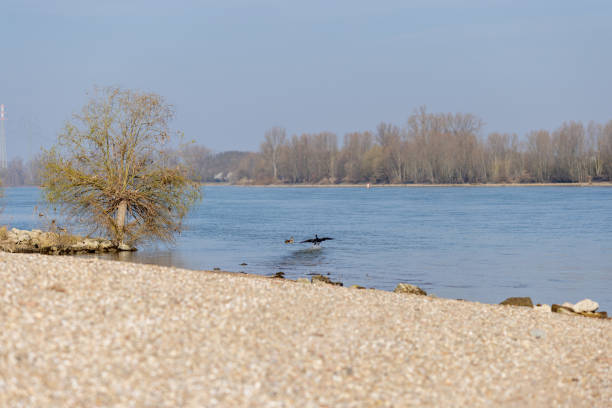 A peaceful riverside scene featuring a pebbled shore, a solitary tree near the water, and a bird drying its wings on the water's surface. In the background, a duck floats by the riverbank, with trees lining the far shore and a clear blue sky overhead.