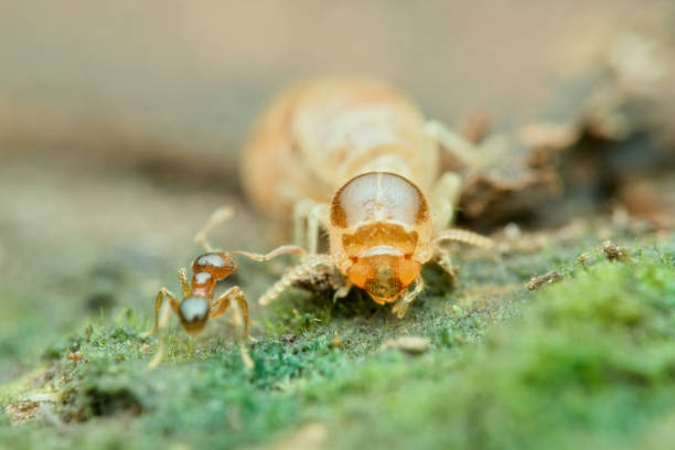 Little ant and termite on the mossy ground