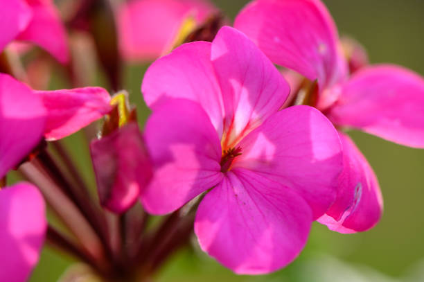 istock Bright pink flowers bloom vibrantly in a sunlit garden setting during a warm afternoon 2192486625