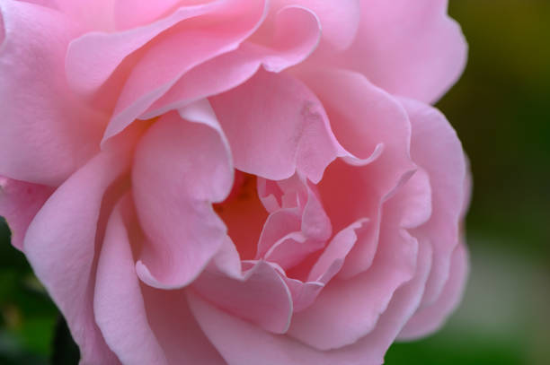 A lovely pink rose unfolds its petals in a vibrant garden, embodying the beauty of spring and nature's artistry.