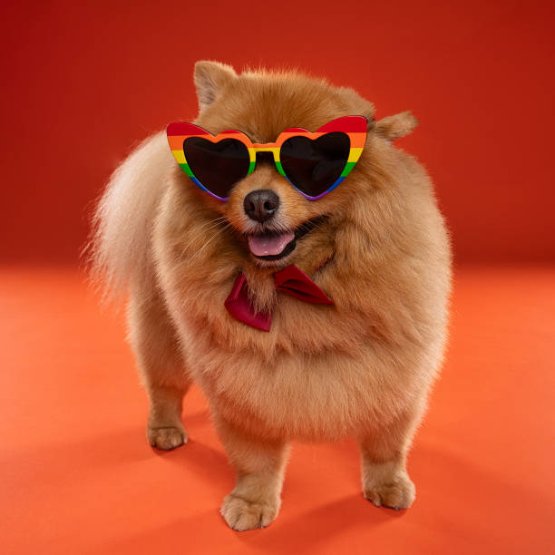 istock Orange Pomeranian portrait 2192486802