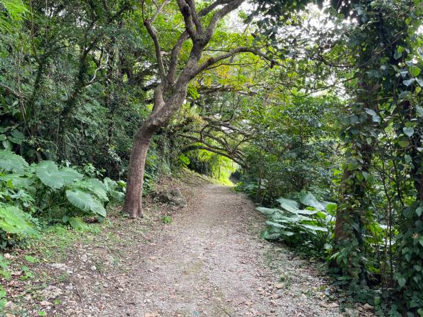 istock The view in the jungle in Urazoe 2192486923