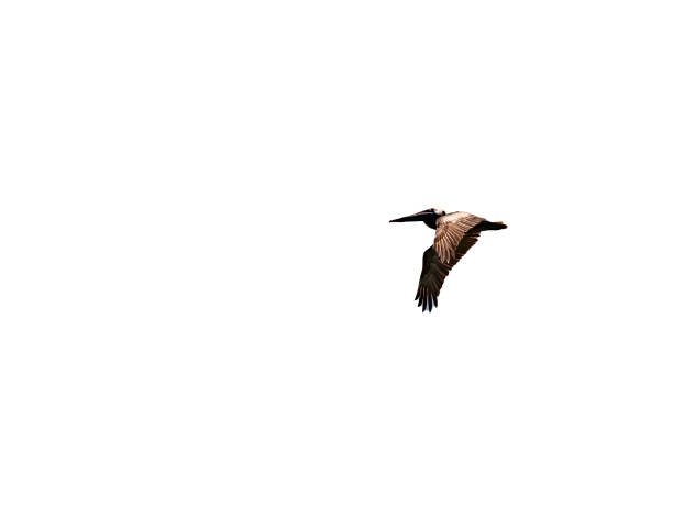 A bird soars through the bright sky, showcasing its wings as it glides effortlessly above with a white background.