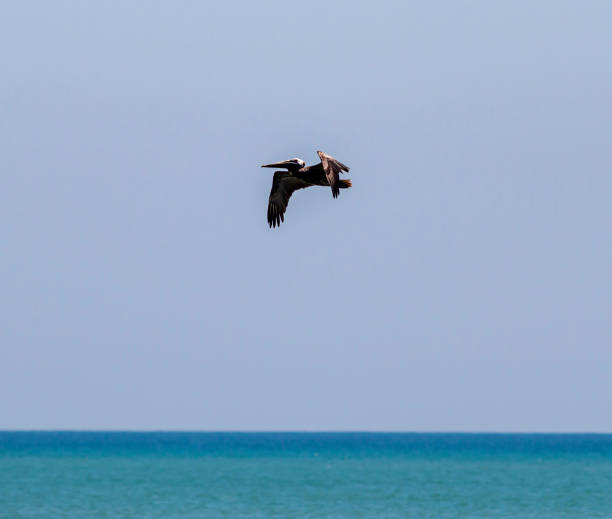 A pelican gracefully glides above the calm waters of the ocean, enjoying the sunny midday.