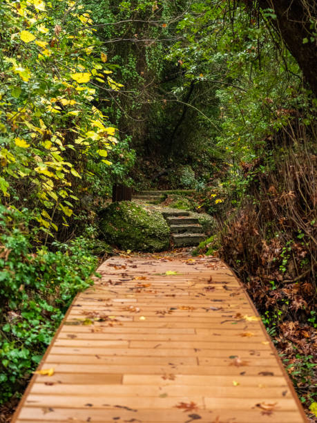 istock Wooden bridge covered with fallen autumn leaves. 2192489122