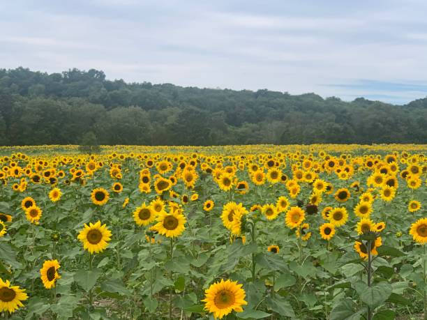 istock yellow orange sunflowers 2192489328