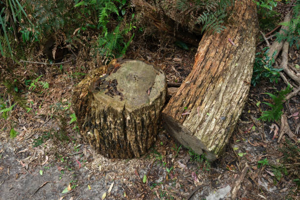 istock Close-up on a chopped tree trunk next to a stump 2192491956