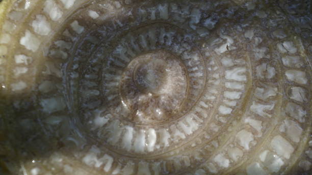 istock Close-Up of Banana Tree Trunk Cut Surface 2192493440