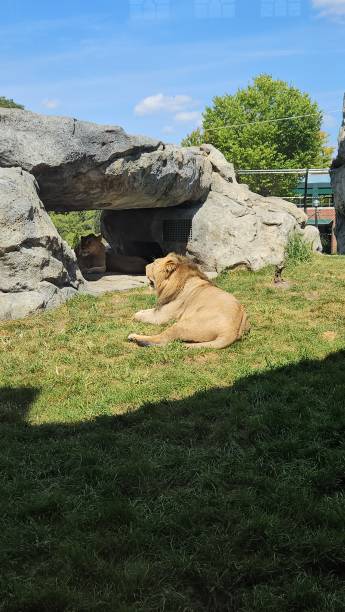 istock Lions at the Chicago zoo 2192495486