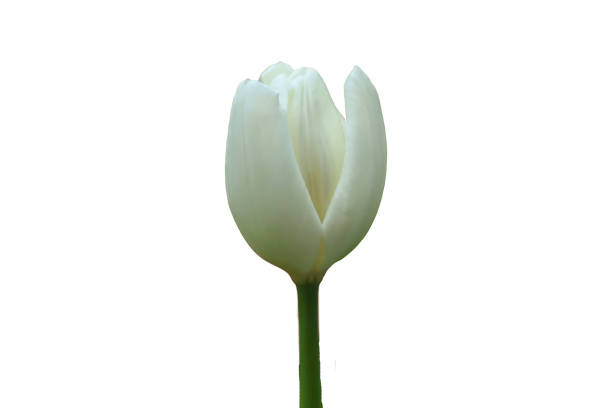 istock beautiful white tulip flower isolated on white background with clipping path 2192496367