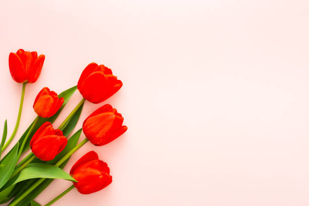 istock Fresh red tulips on pink background 2192498763