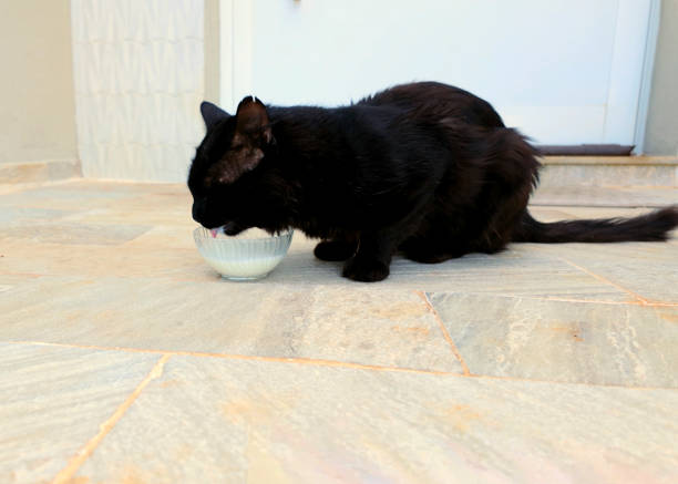 A beautiful image of a black cat drinking milk in front of a house. The cat sits calmly, enjoying its treat, with the house entrance in the background. The dark fur of the cat stands out against the warm setting, making it a perfect photo for themes like pets, home, and everyday moments.\