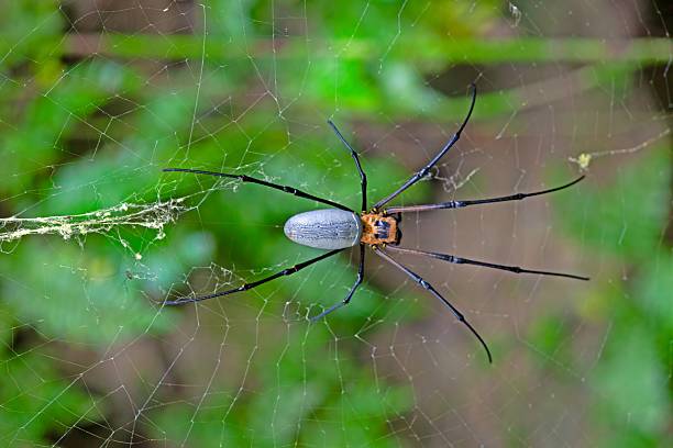 istock Large golden orb weaver spider Nephila on a web in the forest with blurred green background 2192502261