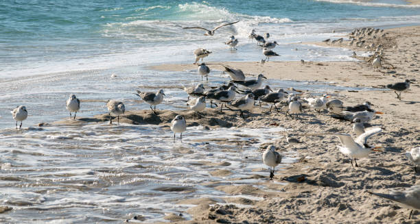 istock seagull group on the beach shore sunbathing 2192502572