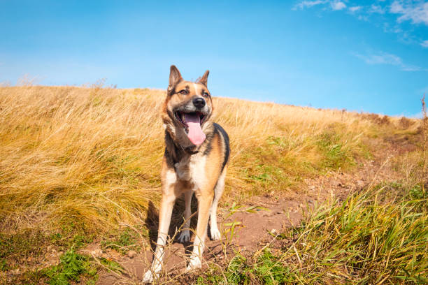 Happy dog ​​on a summer field