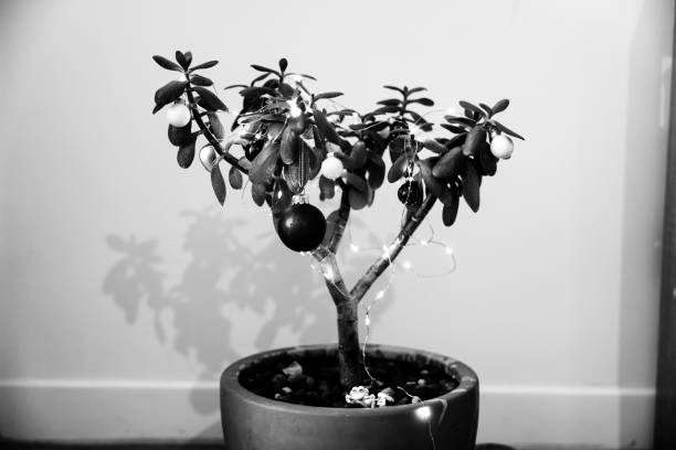 Black and white Tropical Jade Tree with Christmas Decorations