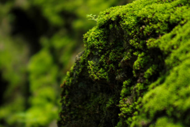 istock Moss Covering Rocks in a Tropical Rainforest 2192504827