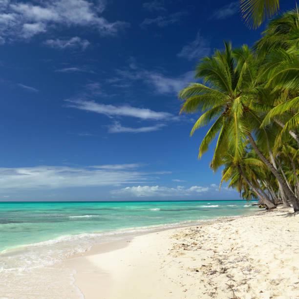 istock awesome tropical white sand beach with coconut trees and turquoise sea with waves 2192504961