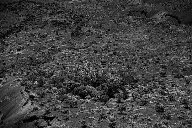 Arizona, Joshua Tree Scenic Road. Banana Yucca with a pile of rocks in the background.