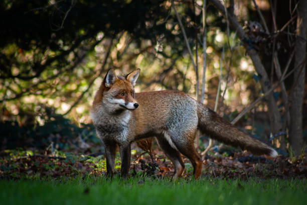 istock A Red Fox stands alert in British woodland 2192505883