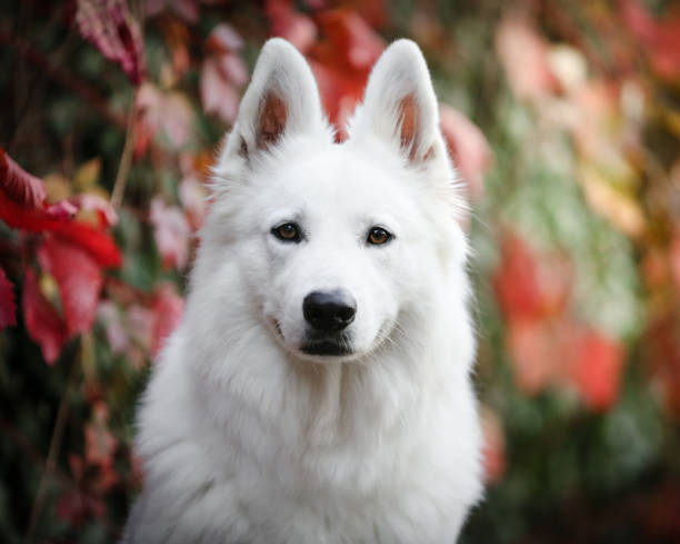 istock White Swiss Shepherd head shot 2192505926