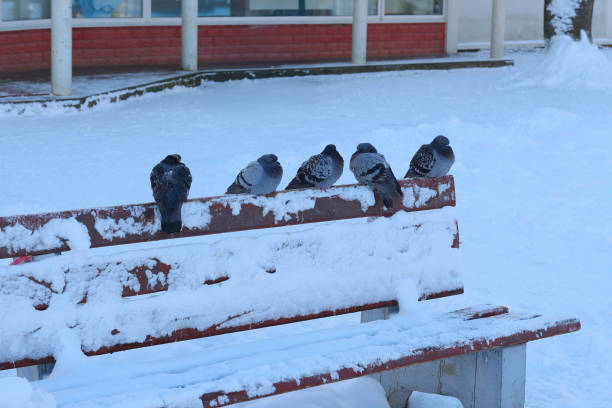 A serene winter landscape featuring pigeons quietly perched atop a bench blanketed in soft, white snow