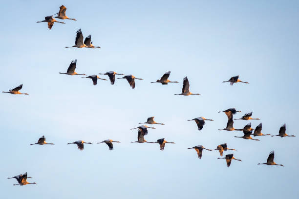 istock Large group of cranes on their migration to the south 2192506204