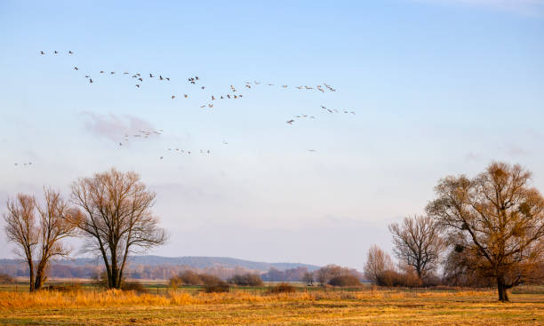 Group of cranes in the evening light in the Oderbruch region of Brandenburg