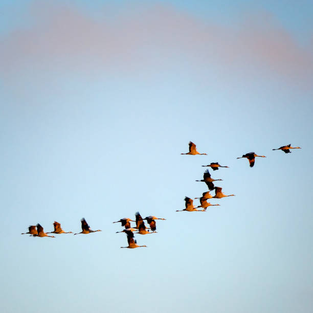 Large group of Common Cranes (Grus Grus) on their migration to the south.