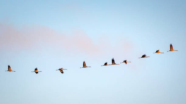 istock Large group of cranes on their migration to the south 2192506234