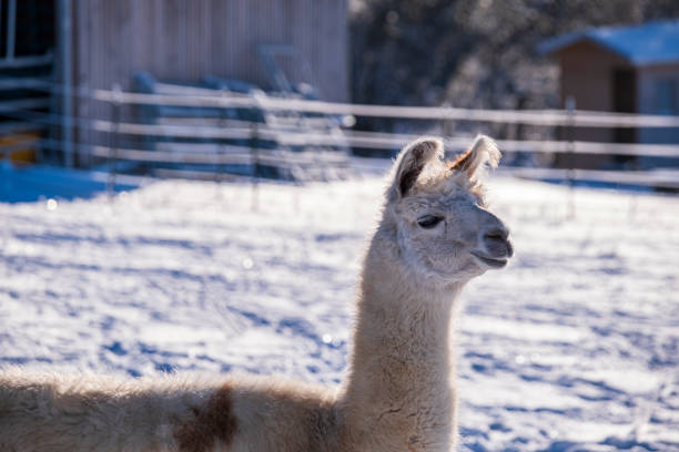 An alpaca on a cold day on a snowy meadow in the Taunus