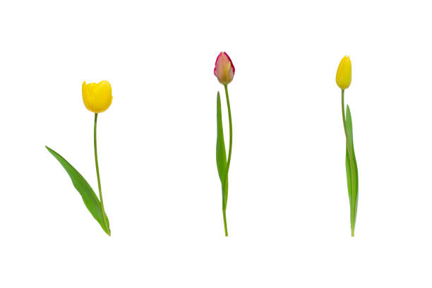istock Beautiful set of pink yellow tulips 2192507672