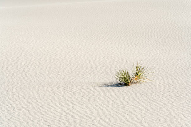 Small plant is growing in the sand. The sand is white and the plant is green