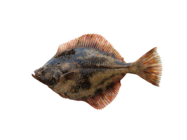 istock European Flounder isolated on white background 2192508391