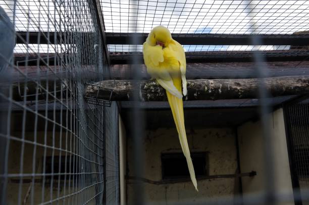 istock Yellow parrot on a branch 2192509554