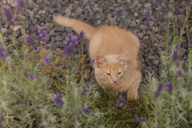 A fluffy cream kitten lies in the grass with a playful sprig in its mouth. A bright, natural moment ideal for pet care, outdoor living, and lifestyle branding.